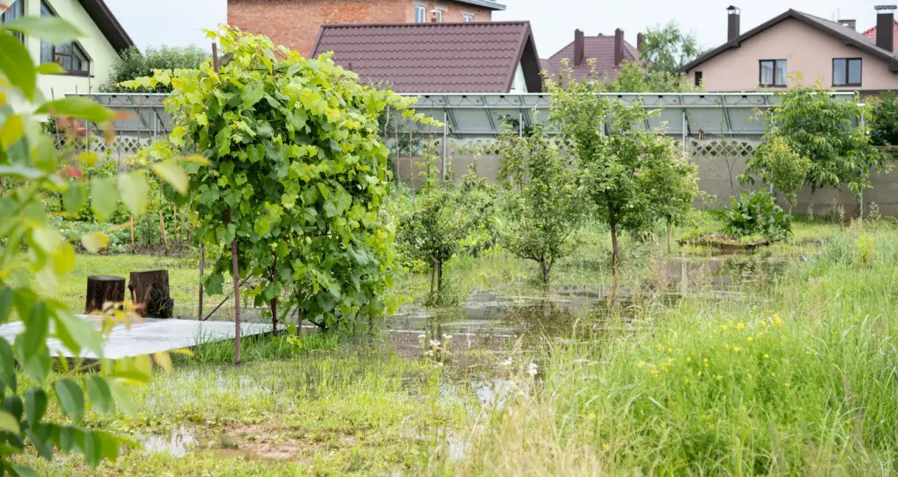 Po ulewnym deszczu na działce zalega woda, tworząc kałuże wśród zieleni i drzewek owocowych.
